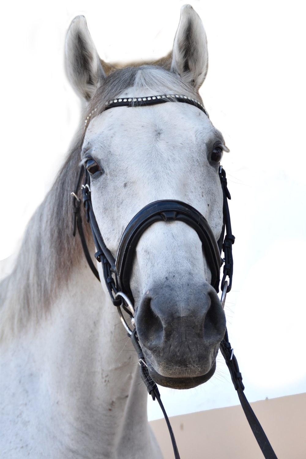 Horse Riding in Bali | Royal Sporthorse Bali - Canggu