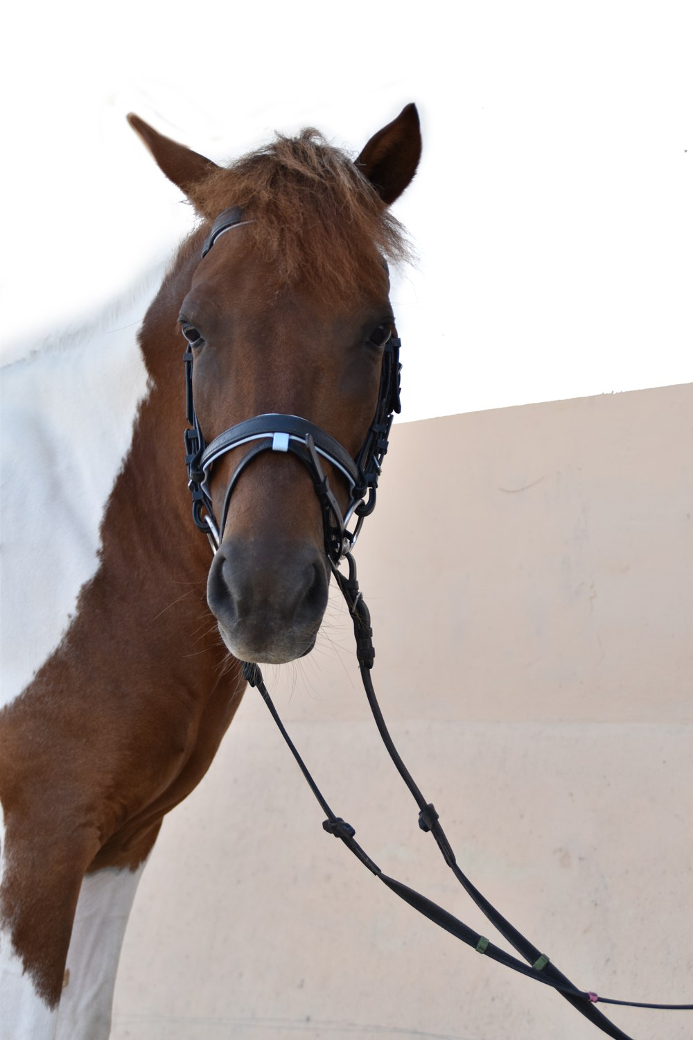 Horse Riding in Bali | Royal Sporthorse Bali - Canggu