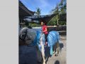 Horse Riding in Bali | Royal Sporthorse Bali - Canggu