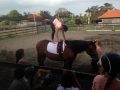 Horse Riding in Bali | Royal Sporthorse Bali - Canggu