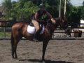 Horse Riding in Bali | Royal Sporthorse Bali - Canggu