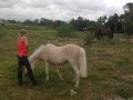 Horse Riding in Bali | Royal Sporthorse Bali - Canggu