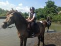 Horse Riding in Bali | Royal Sporthorse Bali - Canggu