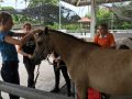 Horse Riding in Bali | Royal Sporthorse Bali - Canggu