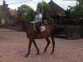 Horse Riding in Bali | Royal Sporthorse Bali - Canggu